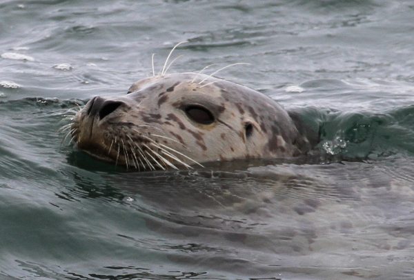 Harbor seal by Tony Hisgett